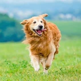 3 Things to Consider about Hip Dysplasia in Dogs