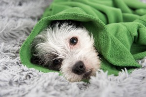 dog respiratory problems