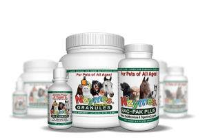 twisted stomach symptoms bloat facts on twisted stomach gdv in dogs nzymes twisted stomach symptoms bloat facts on twisted stomach gdv in dogs nzymes