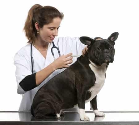 Bordetella vaccine