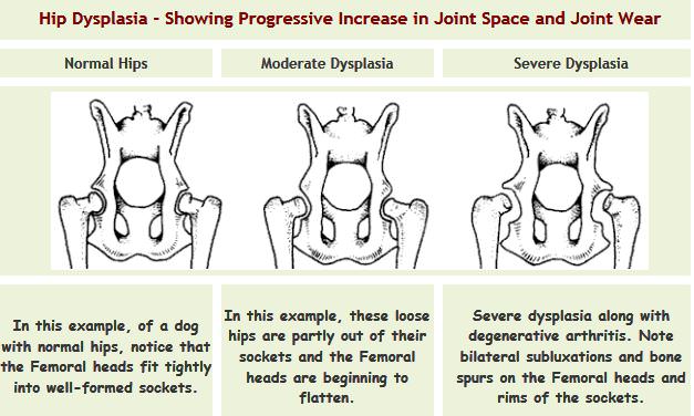 Hip_3_compare2 Hip Dysplasia with Dogs