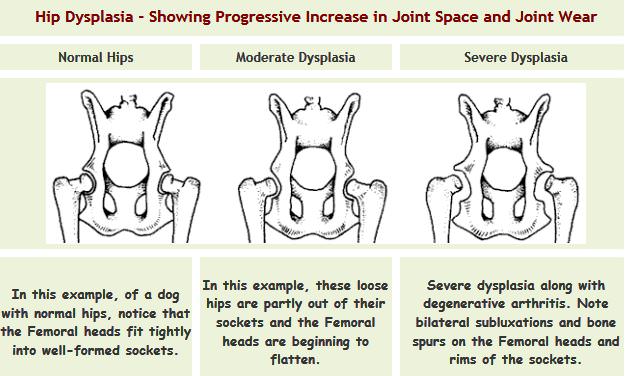 Hip Dysplasia with Dogs