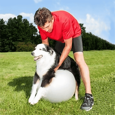 aussie shep gets physical therapy