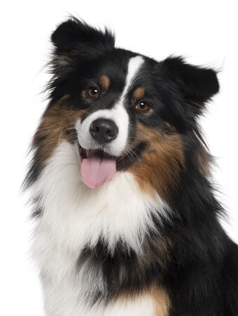 Australian Shepherd with Hip Dysplasia?