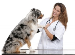 australian shepard with hip dysplasia