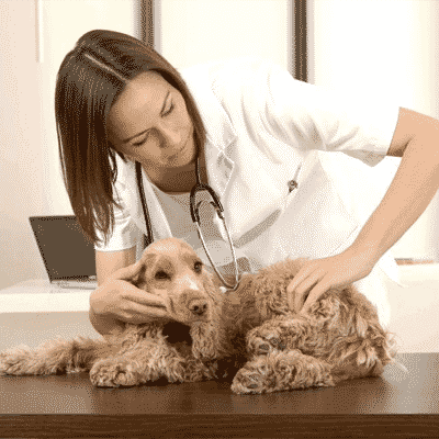 Veterinarian chiropractor adjusting dogs back