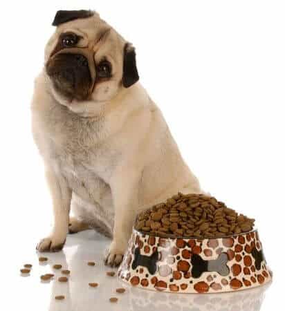 7 Ways to Prevent Digestive Disorders in Dogs