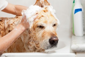 help dog shedding by bathing