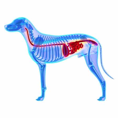 Digestion Problems in Dogs: What to Do