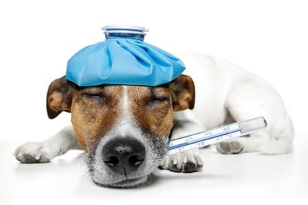 10 Facts About the Dog Flu