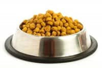 food for dog digestive disorder