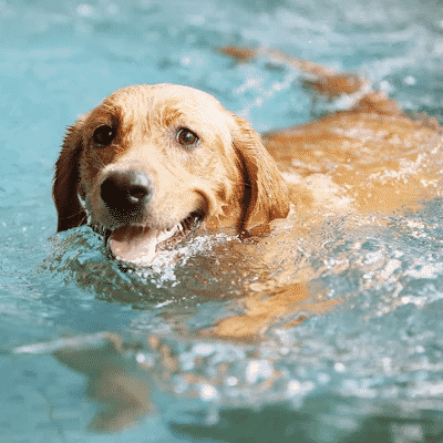 dog swimming