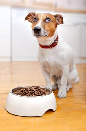 What’s Really In Pet Foods?