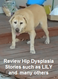 Hip Dysplasia in Dogs