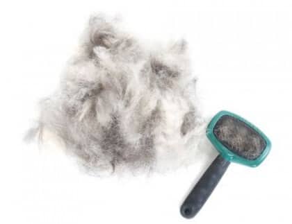 3 Healthy Habits to Reduce Dog Shedding