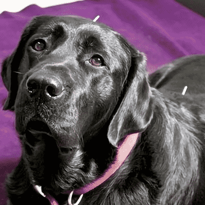 black lab getting acupuncture