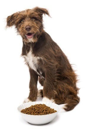 Healthy eats for dogs