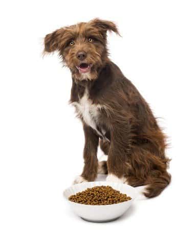 A Dose of Nutrition to Fight Dog Arthritis