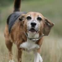 A Pair of Beagle Stories on Dog Hip Pain & Immobility