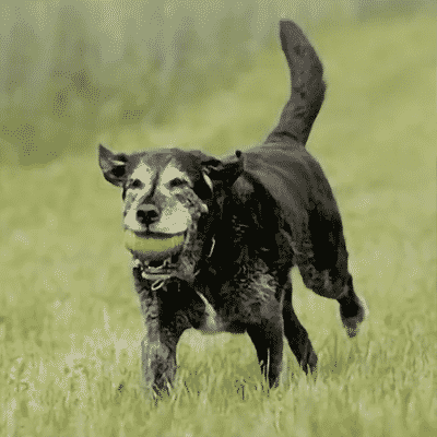 old-black-lab-wtih-arthritis old black Labrador with arthritis