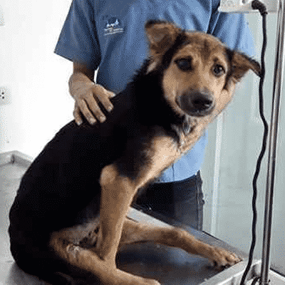 Paralyzed Shepherd Puppy on Vet Table