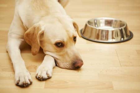 Is Yeast Free Dog Food The Answer?