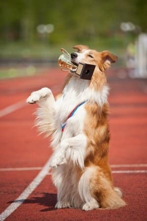 how do you know if your dog is happy how do you know if your dog is happy