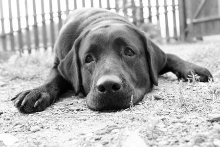 What Causes Dog Seizures?