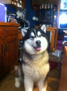 NASHIE Alaskan Malamute with joint problems