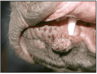 Canine ORAL Papilloma Virus – 5 Facts About Oral Dog Warts