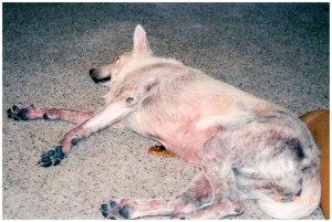 Blizzard, a Mess from 4 Years of Dog Allergies Treatment