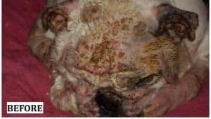 bulldogs severe skin problems before nzymes