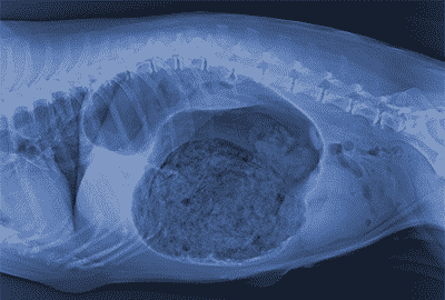 Bloat and Torsion in Dogs