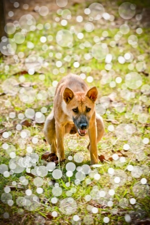 What Causes Diarrhea In Puppies - Typically, dog parvo symptoms include vomiting, diarrhea, lethargy, loss of appetite and blood in stools.