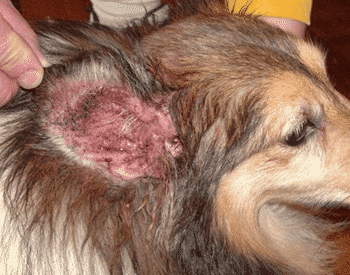 Types of shop dog ear infections