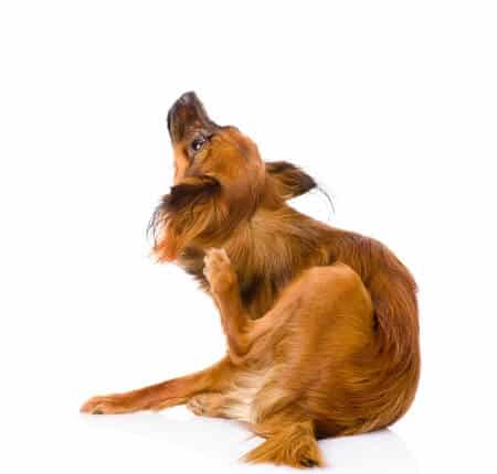 Dog Ear Infections