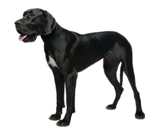 twisted stomach in dogs bloat facts on twisted stomach gdv in dogs nzymes twisted stomach in dogs bloat facts on twisted stomach gdv in dogs nzymes