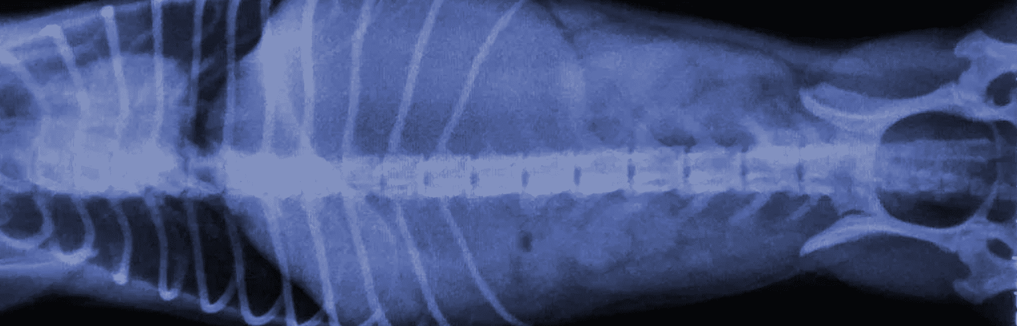 Bloat Torsion in Dogs