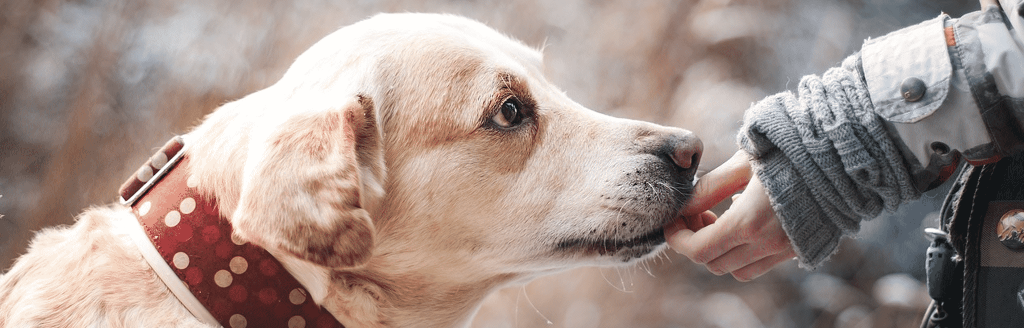 Disgestive Disorders in Dogs