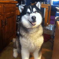 NASH: Spinal Arthritis Indications in Alaskan Malamute