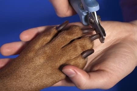 picking a dog groomer for clipping nails