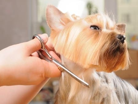 picking a dog groomer