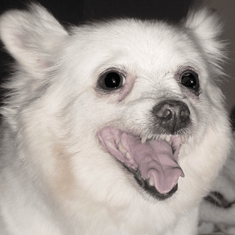 american eskimo dog is ill with infectious disease