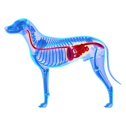 Leaky Gut Syndrome In Pets