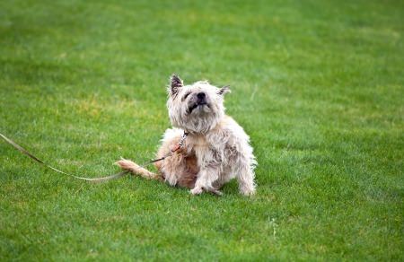 Natural Solutions for a Dog’s Itchy Skin