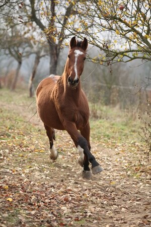 Horse arthritis issues