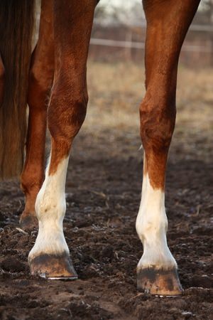 Calcification in Horses