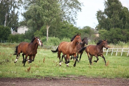 Horse Endurance and Recovery