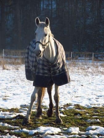 Horse Pneumonia Pneumonia in Horses - What to Do