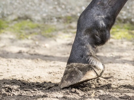 Equine lameness example